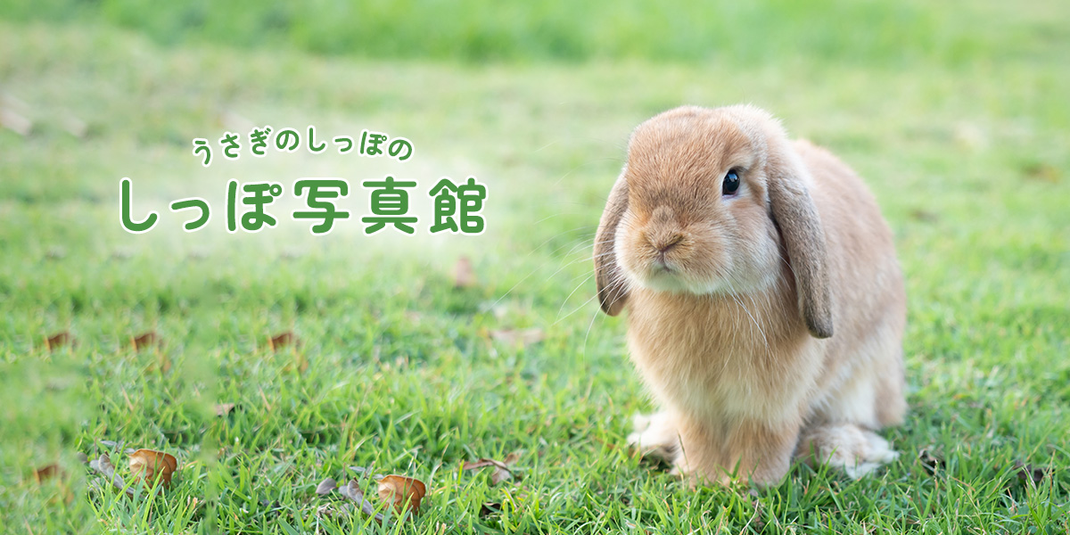 しっぽ写真館｜うさぎのしっぽ