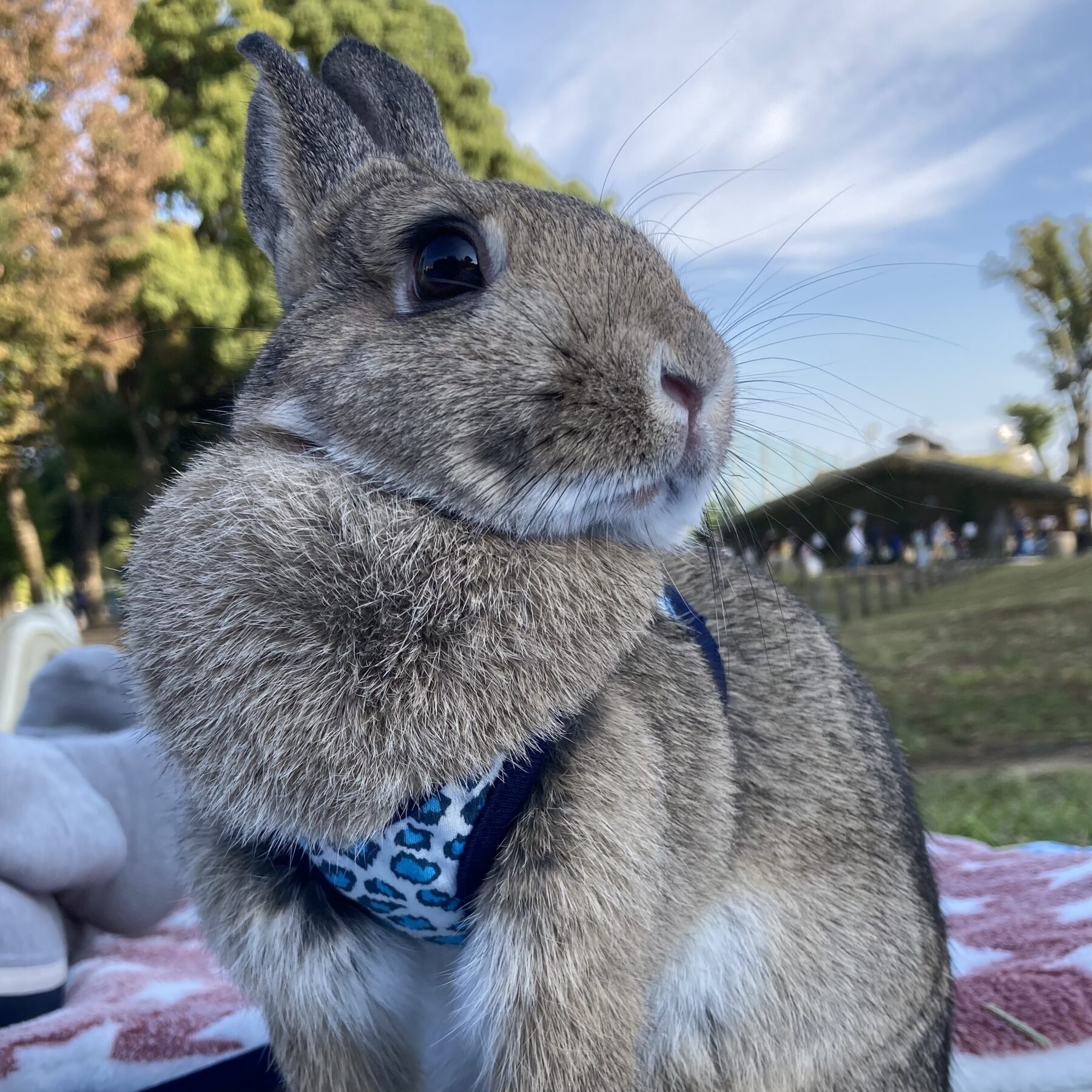 しっぽ写真館｜うさぎのしっぽ